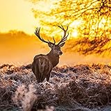 Image de Forest Creatures (170349)