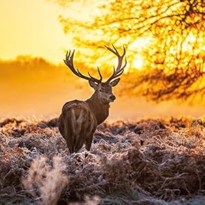 Forest Creatures (170349)