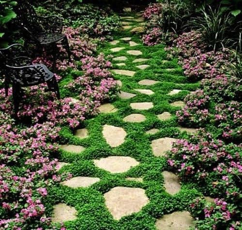 500 DICHONDRA REPENS GROUNDCOVER SEEDS