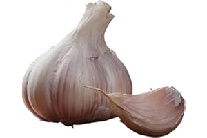 GARDEN TRENDS Music Garlic Bulbs for Fall Planting - CNG - Hardneck - Grown in The USA - Live Goods Transplants Not Allowed from Out-of-State by State of Washington and Idaho - Each Unit is 1 Bag of 3 Bulbs