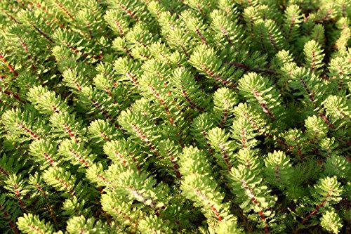 POND PLANT, PARROT'S FEATHER, DWARF POND PLANT, PARROT'S FEATHER, DWARF