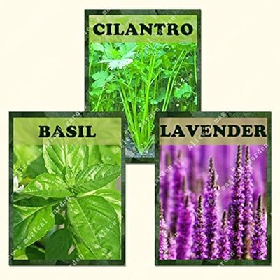 ZLKING 1100 albahaca, lavanda, tomillo rastrero semillas mezcla de ...