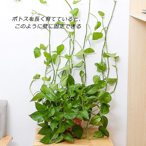 Amazon ポトス 壁に固定 観葉植物 飾り ツル 植物 壁面仕立て 枝の誘引 オフィス インテリア 壁掛け 吊り下げ Diy ポトスウォール ケーブルホルダー 留め具 100個 M 鉢 プランターカバー