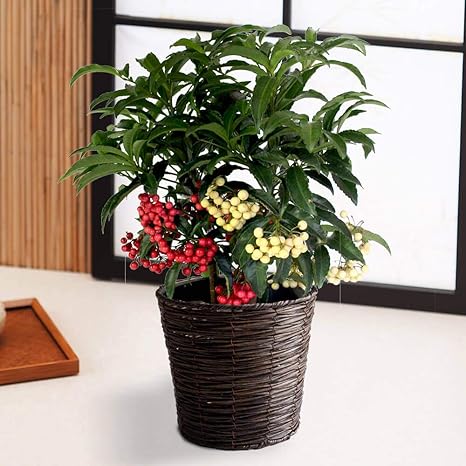 Amazon お正月 鉢植え 夫婦万両 イイハナ ドットコム 12 26 12 31お届け 観葉植物 オンライン通販