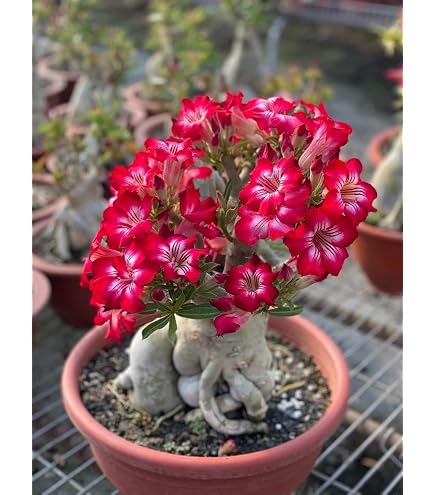 Adenium Obesum - Rose Du Désert - 5 Graines Fraîches - Plante Succulente Bonsaï Naturel