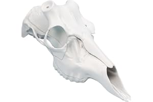 Mountain Mike’s White Skull Master Antler Mounting Kit | Compatible with Harvested and Shed Antlers (Universal)