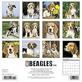 Image de Just Beagles 2018 Calendar