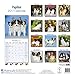 Papillon Calendar 2017