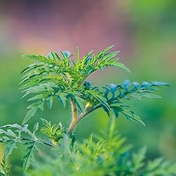 Aromatics International Davana Essential Oil 5ml