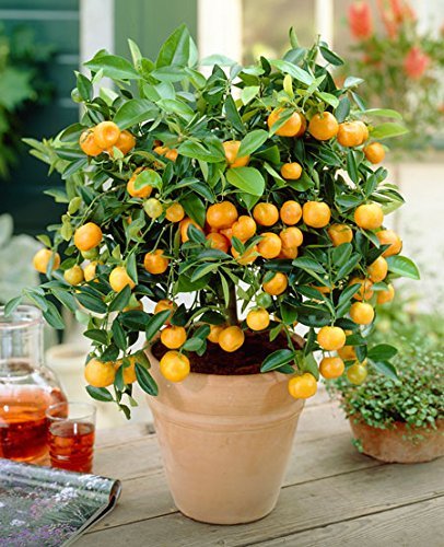 ROYAL LAND Bonsai Chinese Bush Orange Fruit Tree Air layering 1 Healthy Live Plant