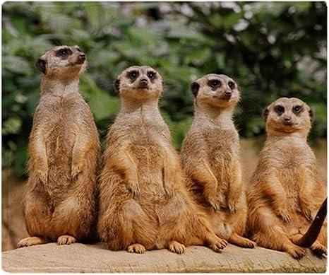 Blanket Meerkat Quartet 001 Soft Fleece Stadium Blanket Warm 102 X 127 Cm Amazon De Kuche Haushalt