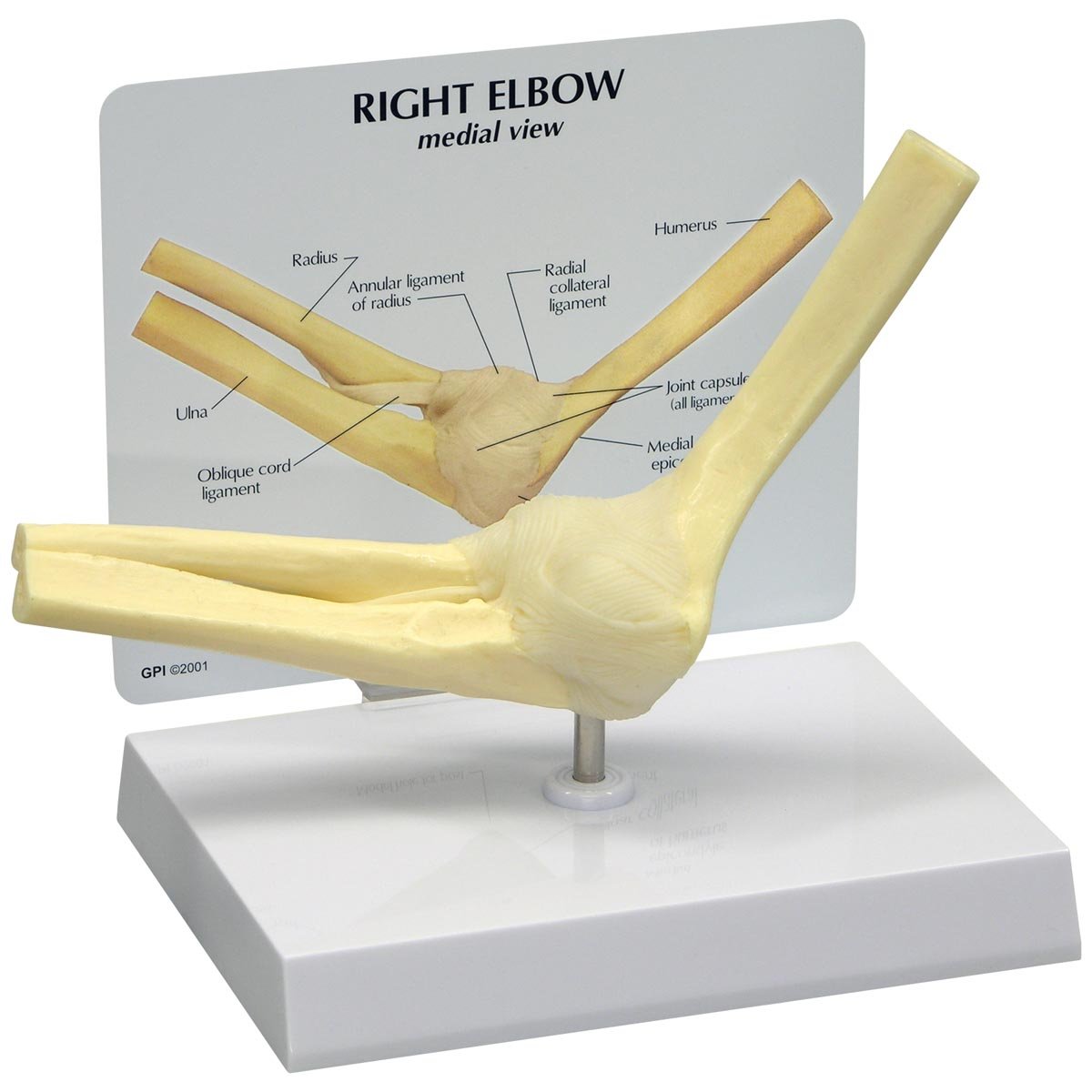 3B Scientific Basic Elbow Model