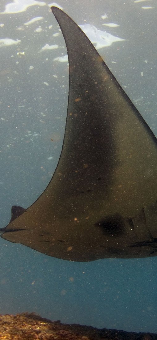 PeelitStickit Underwater, Undersea Wall Murals, ID-159, vinyl