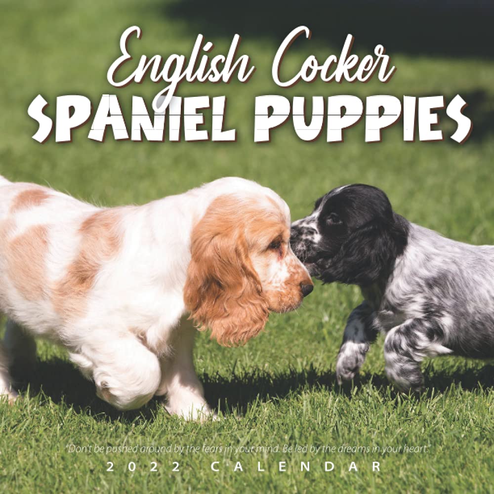 large cocker spaniel