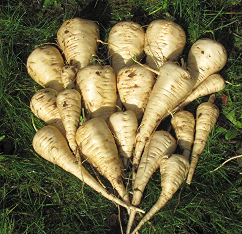 Heirloom 1000 Seeds - PARSNIP IMPROVED HOLLOW CROWN Pastinaca Sativa Vegetable Seeds