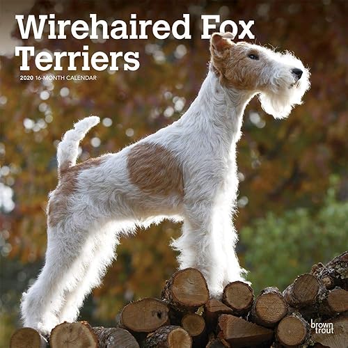 Download Wirehaired Fox Terriers 2020 Calendar PDF