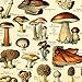 Meishe Art Vintage Poster Print Mushrooms Champignons Identification Reference Chart Diagram Illustration Botanical Educational Wall Decor