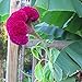*Giant COCKSCOMB-BLOOD RED*Showy* 100 seeds*RARE* #1023