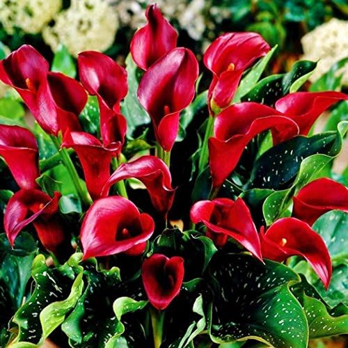 Qenci Flower Seeds, 100pcs Calla Lily Seeds Rare Flower Seeds Bonsai Potted Plant Perennial Flowers