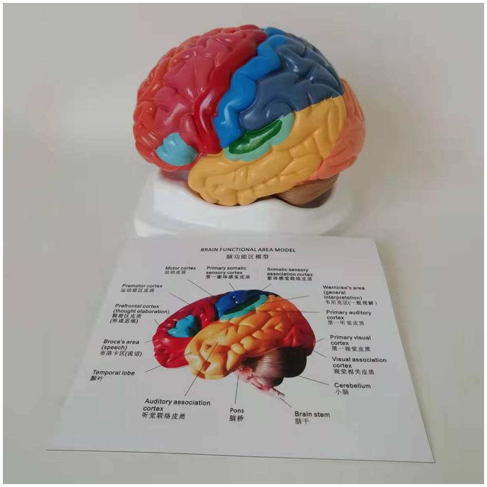 OIF 3-Part Human Skull Anatomy Model - 1:1 Life Size, Colored Bones, Removable Teeth, Study Chart
