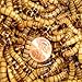 250ct Superworms, Feed Reptile, Birds, Fishing Best Bait