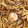 250ct-Live-Superworms-Feed-Reptile-Birds-Fishing-Best-Bait