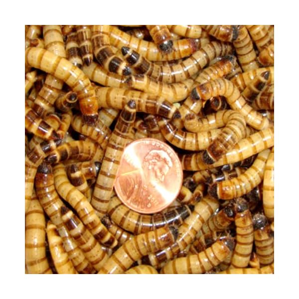 250ct-Live-Superworms-Feed-Reptile-Birds-Fishing-Best-Bait