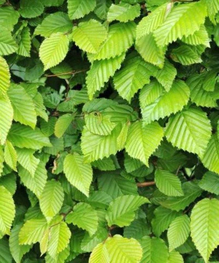 Hornbeam Hedging Trees - Carpinus betulus (Tree Saplings/Seedlings)