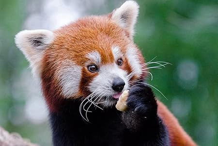 Amazon Co Jp A1 特大 ポスター レッサーパンダレッサーパンダ食べ物かわいい 壁紙ウォールステッカーポスター A1 841x594mm Home Kitchen