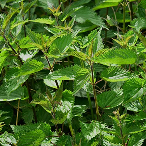 Brennesseltee (250g), Brennnesselblätter, 100% natürlicher Brennnessel Tee, Kräutertee lose, geschnitten, natürliche… – Bild 6