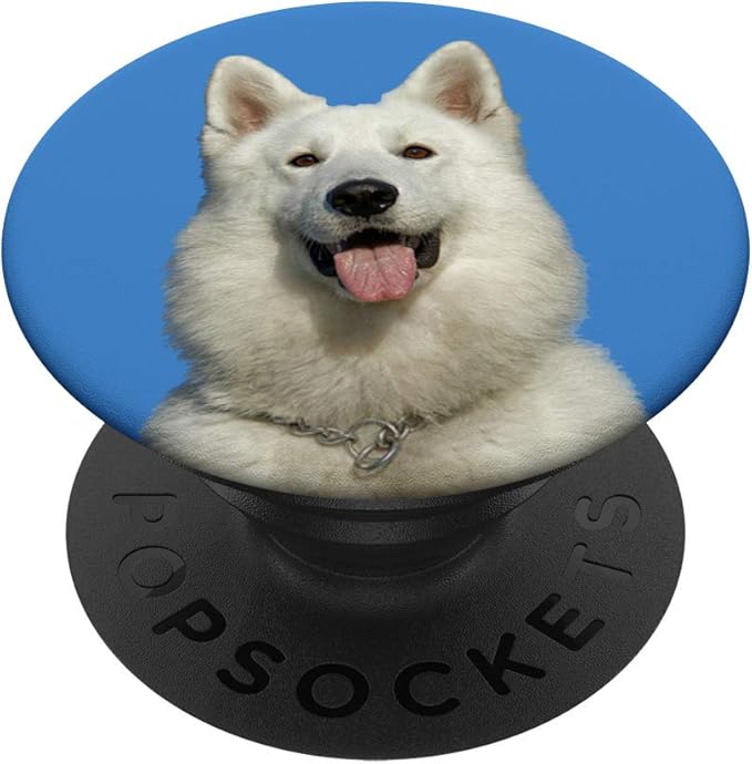 alsatian white puppy