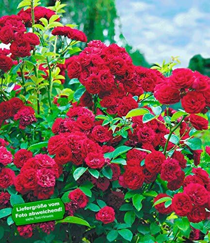 Baldur Garten Rambler Rosen Chevy Chase 1 Pflanze Kletterrose Winterhart Mehrjahrige Kletterpflanze Amazon De Garten