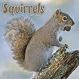 Squirrel Calendar - Cute Animal Calendar - Calendars 2016 - 2017 Wall Calendars - Animal Calendar - Squirrels 16 Month Wall Calendar by Avonside