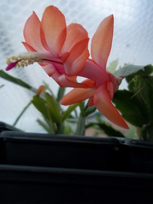 Cactus Di Natale.Portal Cool Cactus Di Natale Schlumbergera Truncata Abbastanza Peach Flower Amazon It Giardino E Giardinaggio