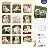 Image de Maltese 2017 Square (Multilingual Edition)