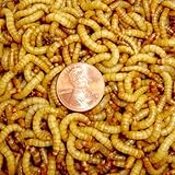 2000ct Live Mealworms, Pet Food for Reptile, Birds, and Fish, Model: , Home/Garden & Outdoor Store