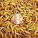 2000ct Live Mealworms, Pet Food for Reptile, Birds, and Fish, Model: , Home/Garden & Outdoor Store