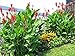 #1061--10' to 15' ft. *EXOTIC GIANT TROPICAL CANNAS*... 7 seeds