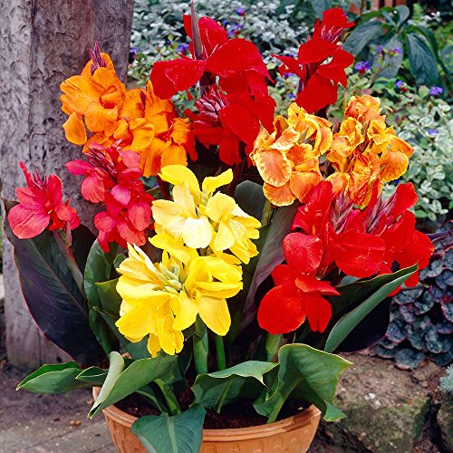 Mixed Tall Canna Lily Value Bag 6 Bulbs/pkg Assorted Canna Lilies