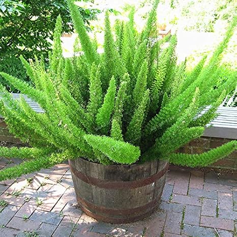 Plants Point Rare Beautifull Asparagus Meyeri Foxtail Fern Live Plant 1 Plant Amazon In Garden Outdoors