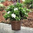 Large Fragrant Gardenia in Woven Basket