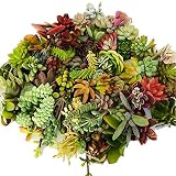 Live Succulent Cuttings 10 Assorted Varieties Beginners Succulents, No 2 Cuttings Alike, Great for Terrariums, Mini Gardens, and as Starter Plants