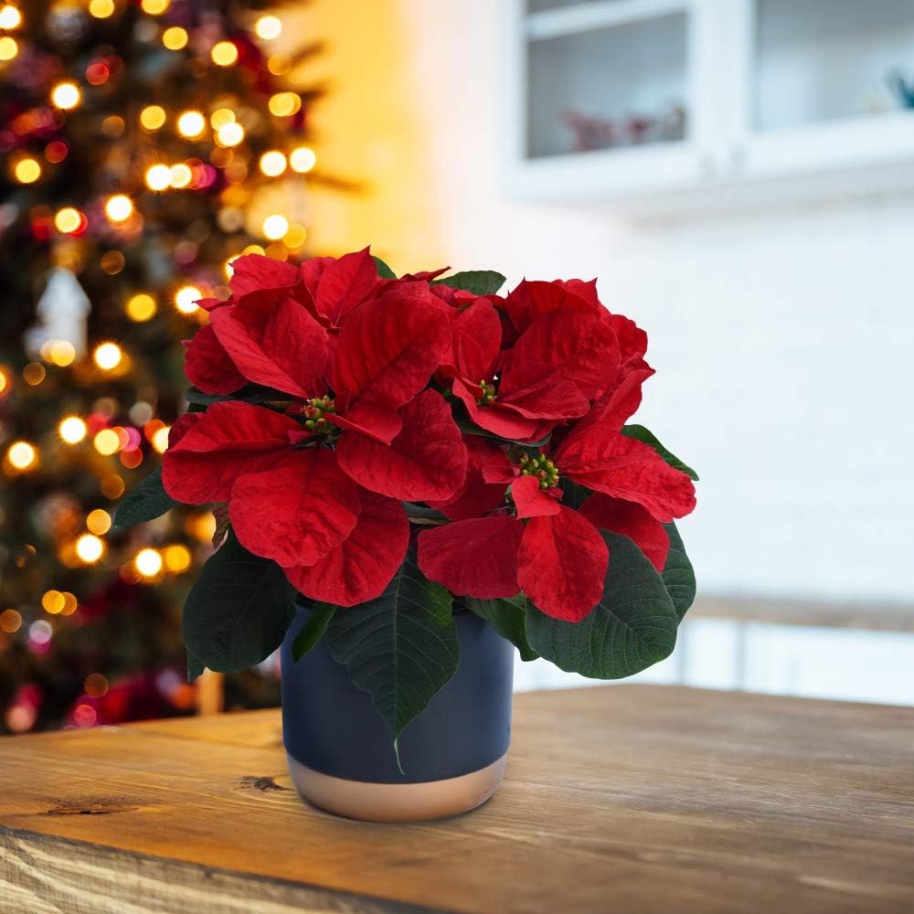 Gift Poinsettia ‘Christmas Mouse’ (Euphorbia pulc) Christmas Gift