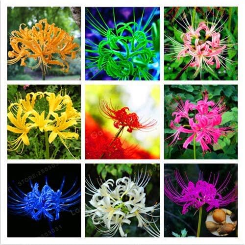 Shoopy Star 2pcs: 2-4pcs Plantas de bulbos de Licoris para el ...