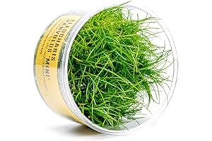 Ultum Nature Systems Mini Dwarf Hair Grass Eleocharis Parvulus Tissue Culture Live Plant for Aquarium, Aquascape, Freshwater Fish Tanks - 100% Snail Free in Vitro