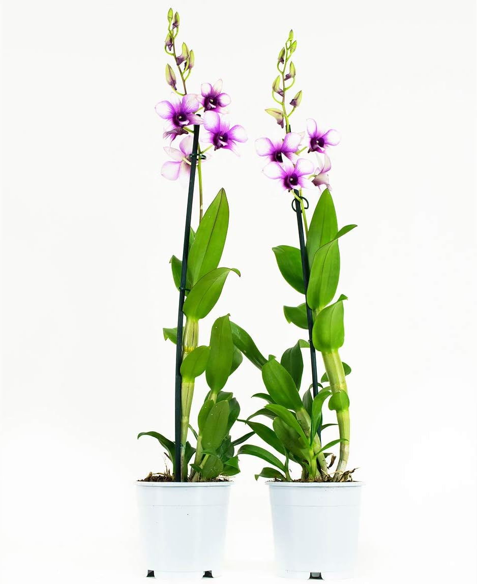 Orchids from Botanicly – 2 × Dendrobium Sa-Nook – Height: 55 cm, 1 stem
