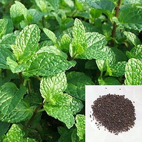SENECIO® Mentha Piperita Peppermint Pack Of 50 Seeds By GalexiaR ...