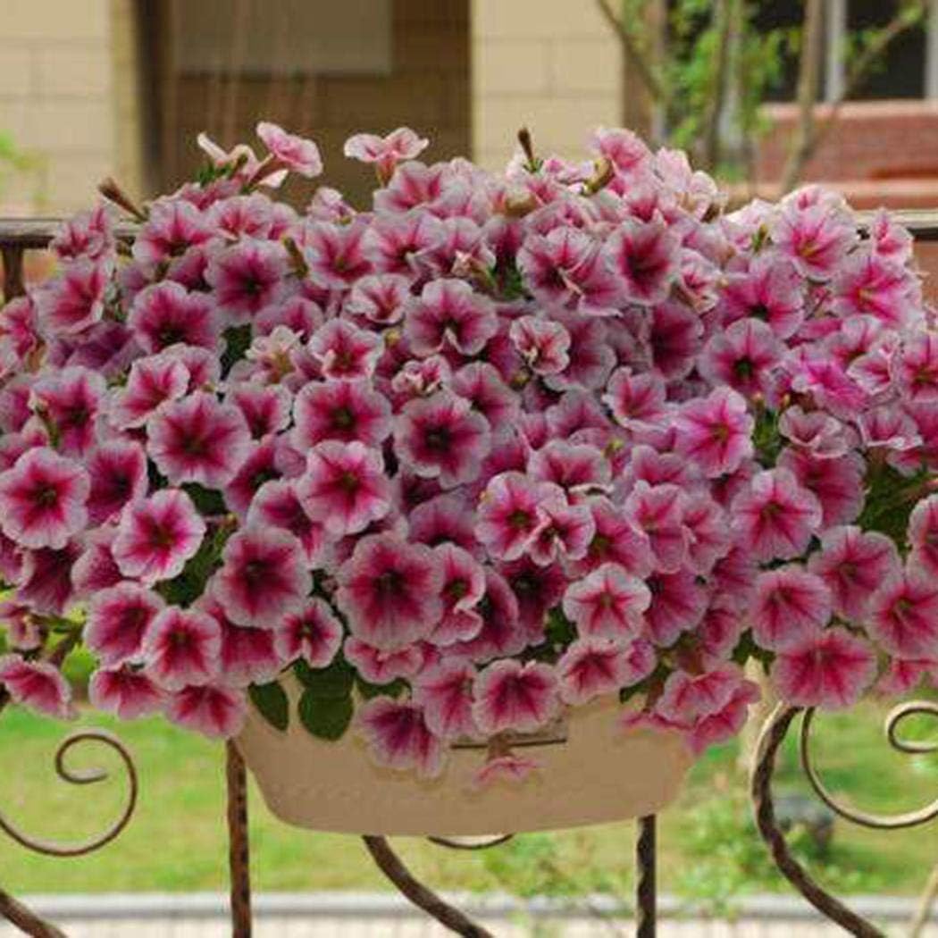 ZEARO 200Pcs Home Garden Rare Petunia White Blue Flower Morning Glory Seeds Flowers