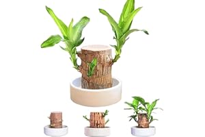 GENERIC Todays Deals in Clearance, Brazilian Wood Plant tray, Brazilian Wood Hydroponic Plant for Purifying Indoor Air, 2024 Brazilian Wood Tray White Ceramic Plates Desk Decoration Plants Pot Bottom Daily