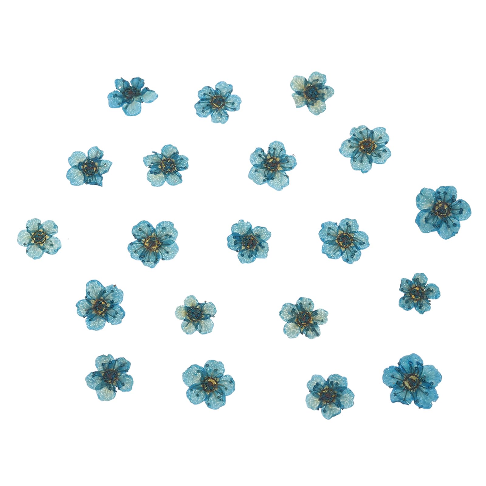 PATIKIL Dried Pressed Flower, 60 Pcs for Resin DIY Crafts Nail Art Cards Scrapbooking Jewelry Making Floral Decor, Blue